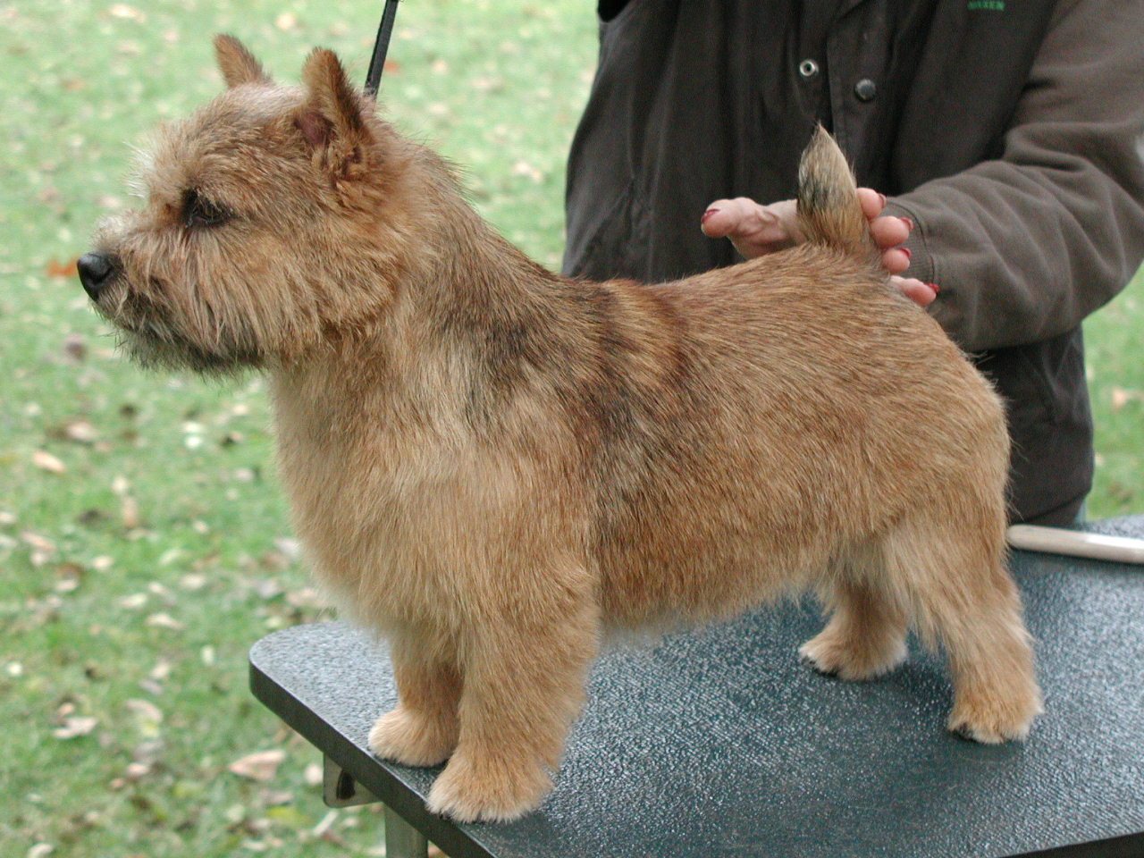 Show Grooming Norwich Terrier
