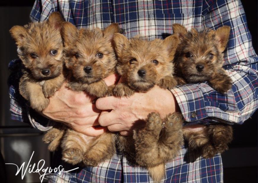 Wildgoose Puppies