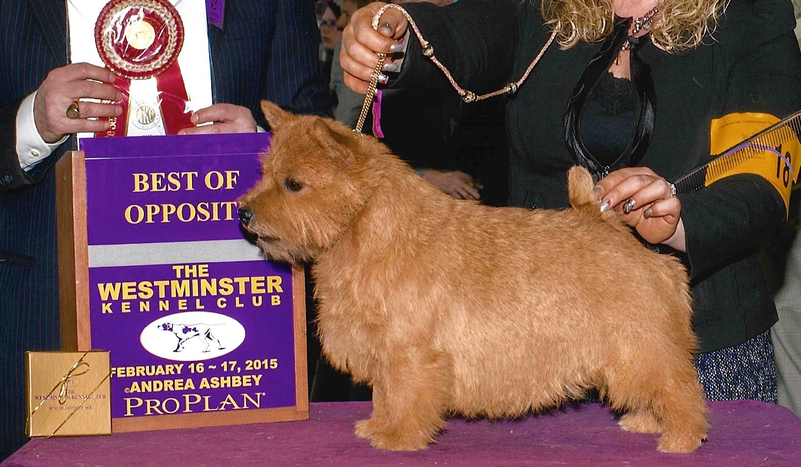 American & Canadian Grand Champion Wildgoose Runway