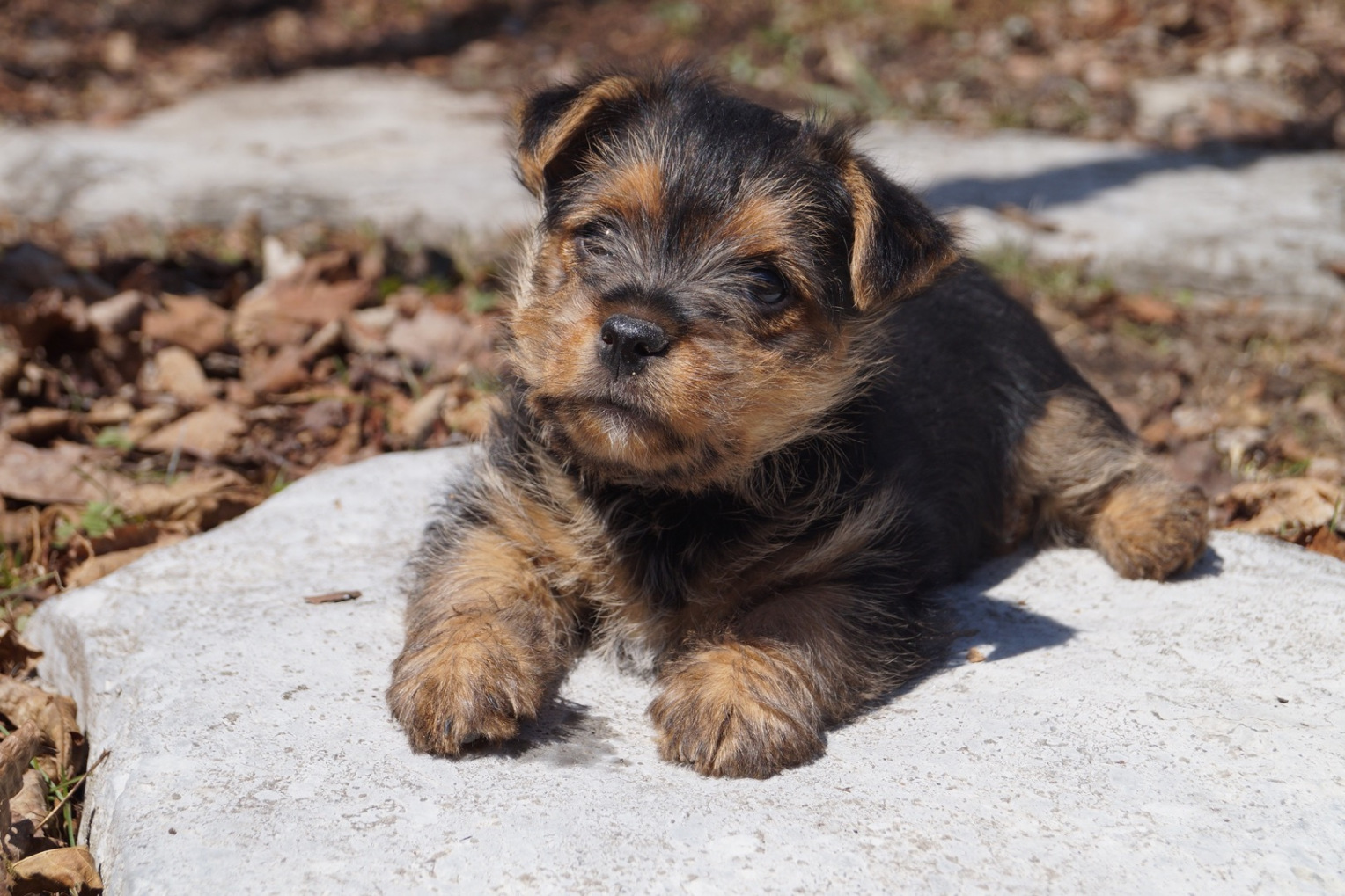 Black and Tan puppy