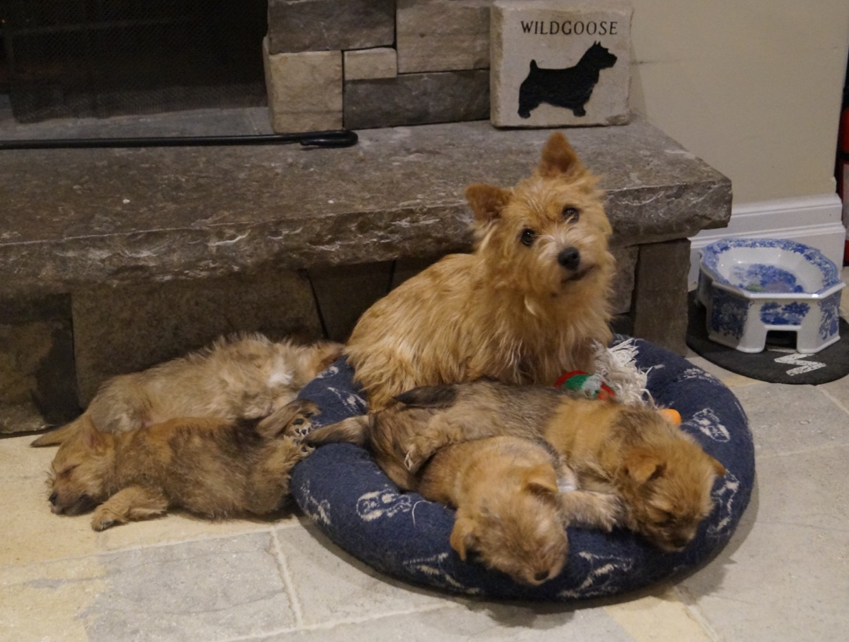 Runway and litter of four puppies