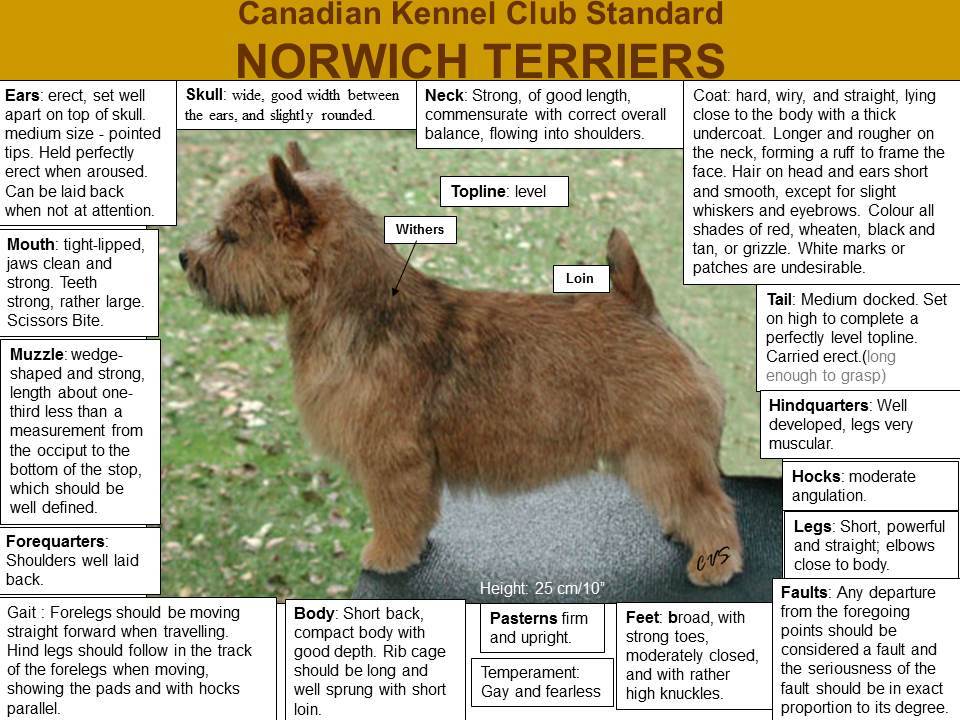 Wildgoose Norwich Terriers