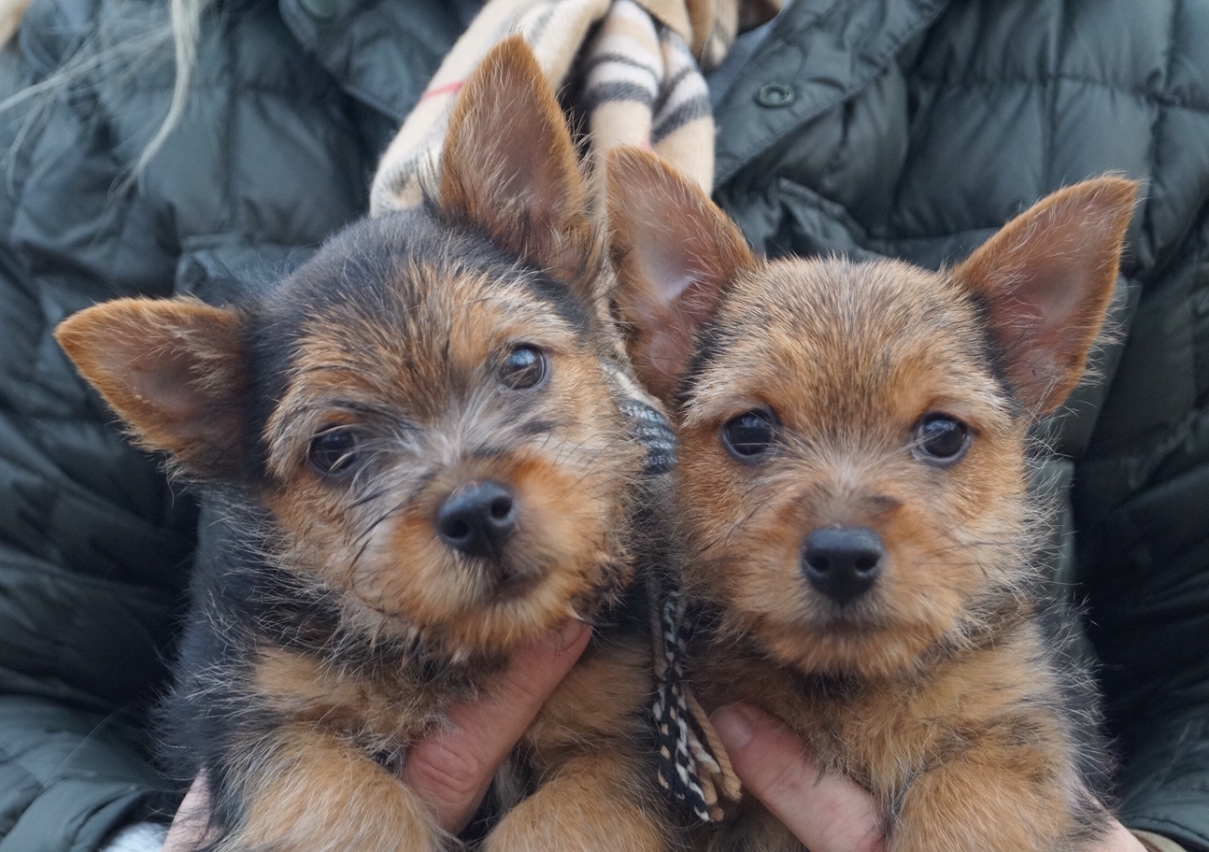 Wildgoose Puppies