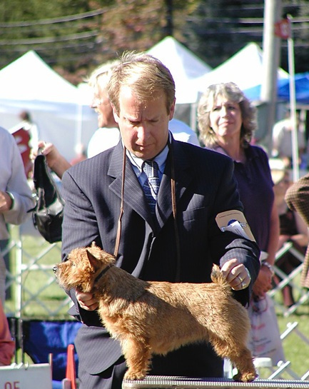 Grooming norwich orders terrier