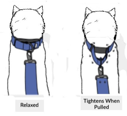 Martingale Collar Action